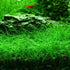 Eleocharis acicularis ‘Dwarf Hair Grass’ Tissue Culture